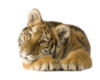 Схема вышивки «Грустный тигр»