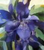 Схема вышивки «Bright Flowers - Blue»
