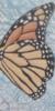 Monarch Butterfly Canvas Right: оригинал
