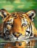 Схема вышивки «Водяной тигр»