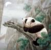 Схема вышивки «Dreaming Panda»
