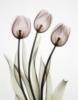 Transparent Tulips: оригинал