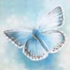 Blue Butterfly: оригинал