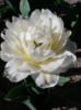 Схема вышивки «белый махровый тюльпан»