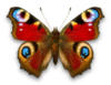 Схема вышивки «Бабочка Павлиний глаз»