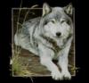 Схема вышивки «Серый волк»