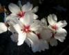Almond Blossom: оригинал