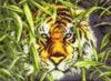 Взгляд тигра: оригинал