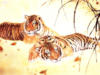 Схема вышивки «Тигры. На отдыхе»