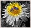 Схема вышивки «Пчелка на цветке»