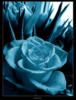 Схема вышивки «Роза голубая »