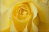 Схема вышивки «Большая жёлтая роза»