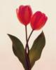 Red Tulips: оригинал