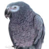 Схема вышивки « African Grey Parrot  »