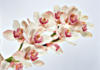 Схема вышивки «Ветка орхидеи»