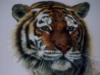 Схема вышивки «Портрет тигра»