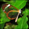 Бабочки-тропическое чудо: оригинал
