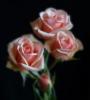 Схема вышивки «Beautiful Roses»