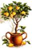 Лимонное деревце: оригинал