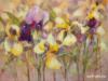 Схема вышивки &laquo;Ирисы&raquo;