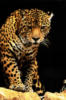 Leopard: оригинал