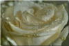 Схема вышивки «Роза в росе»