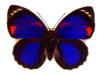 Коллекция бабочек: оригинал