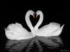 Схема вышивки «Любовь лебедей»