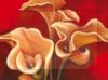 Calla Lilies on Orange: оригинал