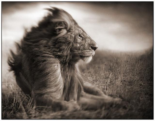 Африка-царь зверей, лев