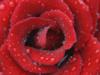 Схема вышивки «Роса на бутоне розы...»