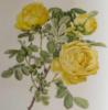 Схема вышивки «Жёлтые розы»