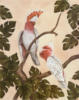 Схема вышивки «Белые попугаи»