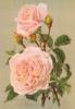 Схема вышивки «Винтажная роза»
