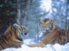 Схема вышивки «Пара тигров на снегу»