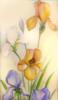 Схема вышивки &laquo;Цветы&raquo;
