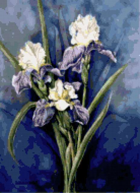 48411512, цветы, ирисы