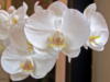 Схема вышивки «Орхидея 3»