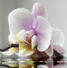 Схема вышивки «Орхидея на воде»