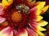 Пчела на цветке: оригинал