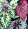 Схема вышивки «Begonia Leaves»