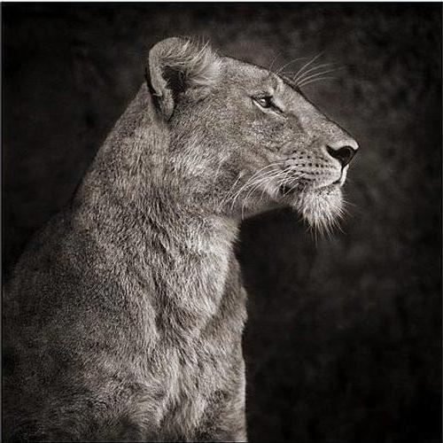 Львица Фото Черно Белое