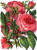Схема вышивки &laquo;Розы&raquo;