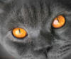 Схема вышивки «Кот с оранжевыми глазами»