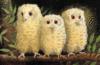 Схема вышивки «Owl Babies»