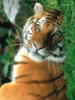 Схема вышивки «Тигр 4544»