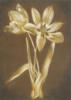 Схема вышивки «Tan Flower on Brown»