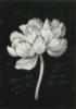 Схема вышивки «White Flower on Black - Easy»