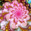 Схема вышивки «Подушка - Сказочный цветок»