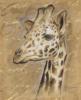Схема вышивки «Safari - Giraffe»